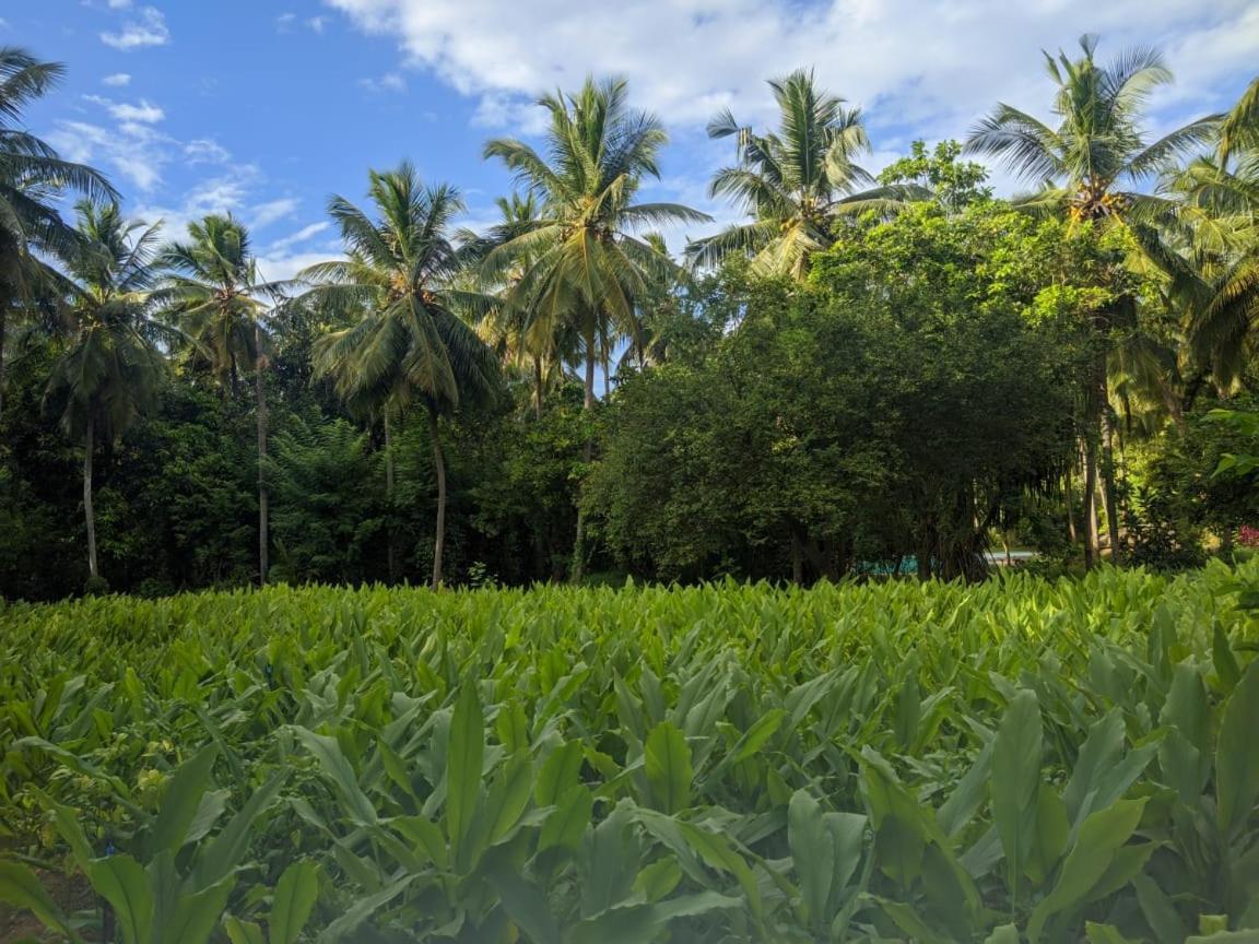 Soba Lanka Holiday Resort Melsiripura Buitenkant foto