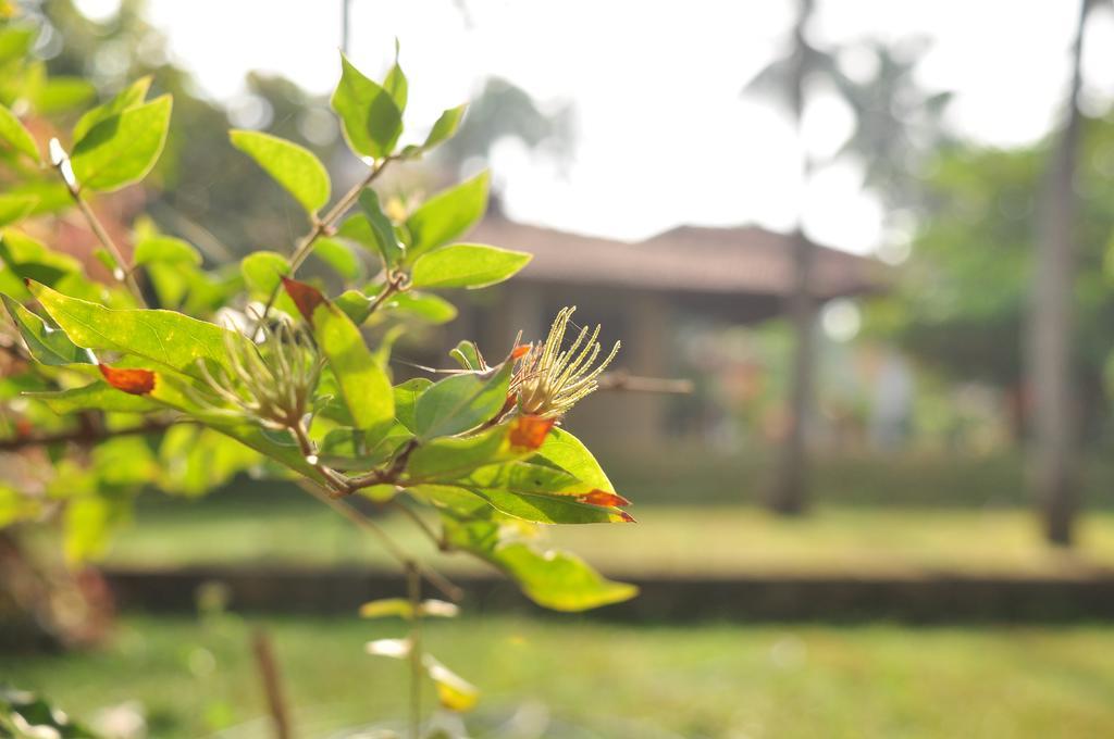 Soba Lanka Holiday Resort Melsiripura Buitenkant foto
