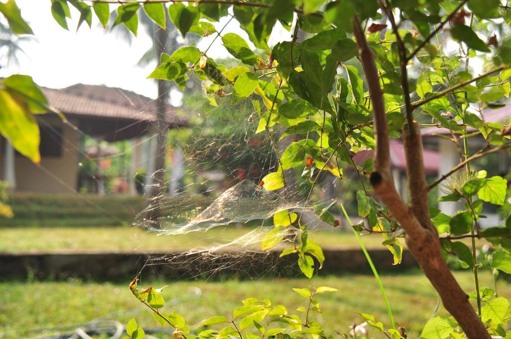 Soba Lanka Holiday Resort Melsiripura Buitenkant foto