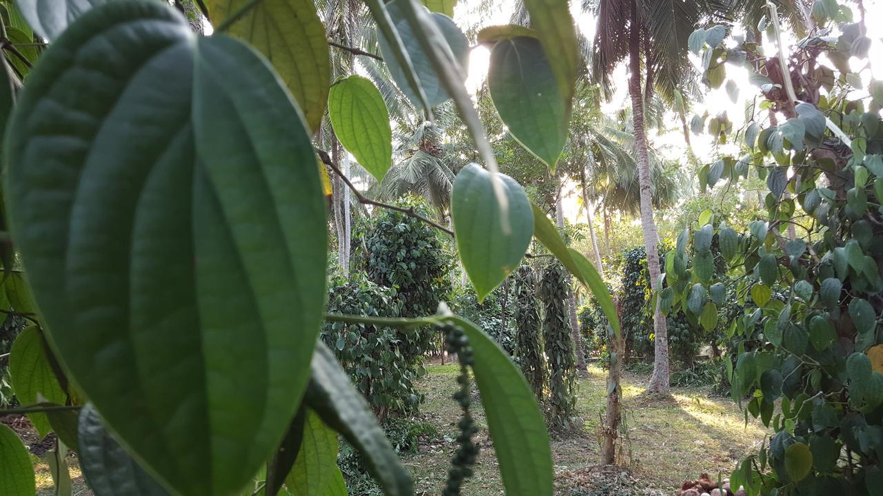 Soba Lanka Holiday Resort Melsiripura Buitenkant foto